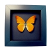 Appias nero Butterfly Orange Albatross Framed Insect Taxidermy Moonlight Display