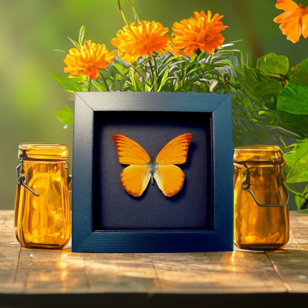 Appias nero Butterfly Orange Albatross Framed Insect Taxidermy Moonlight Display