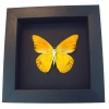 Appias nero verso Butterfly Orange Albatross Framed Insect Taxidermy Moonlight Display