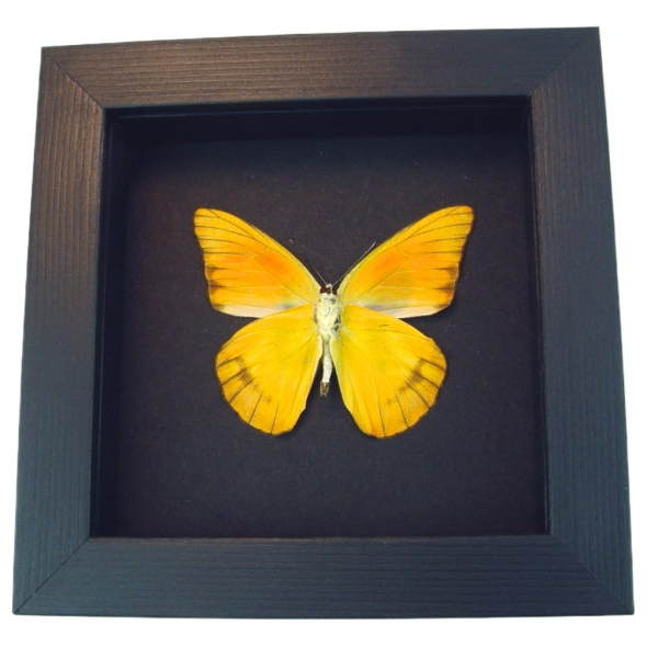 Appias nero verso Butterfly Orange Albatross Framed Insect Taxidermy Moonlight Display
