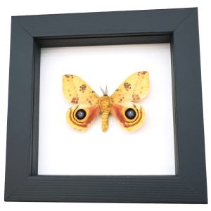 Automeris Io Silk Moth Real Framed Taxidermy Classic Black Display