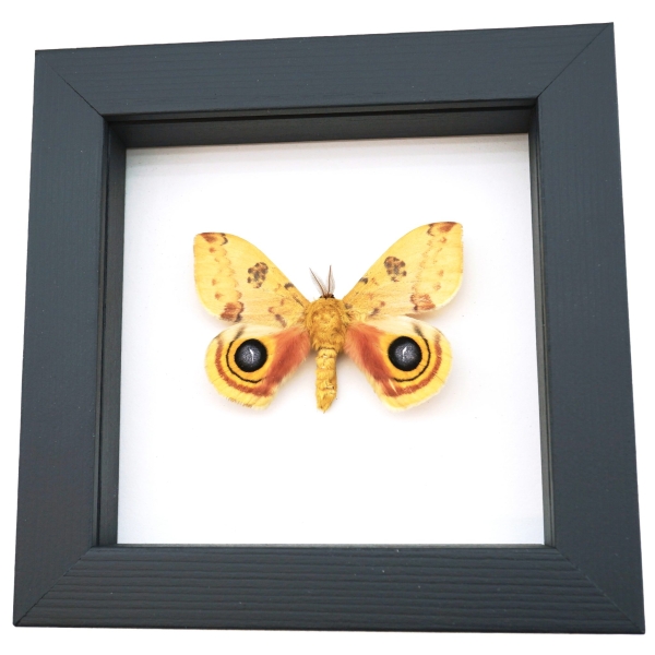 Automeris Io Silk Moth Real Framed Taxidermy Classic Black Display