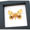 Automeris Io Silk Moth Real Framed Taxidermy Classic Black Display