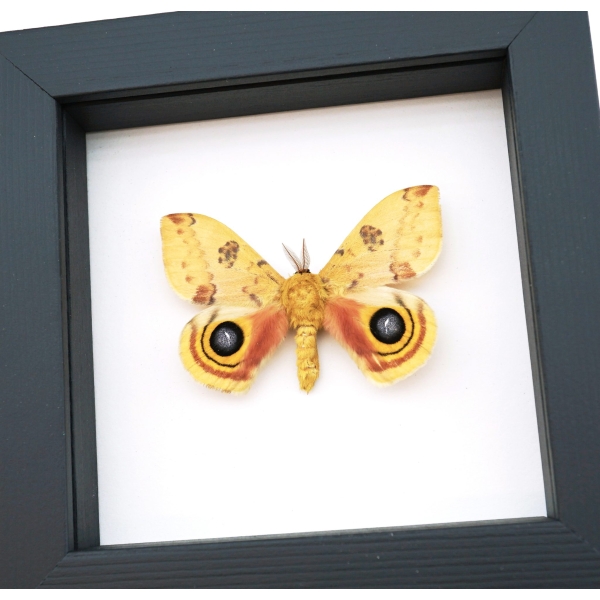 Automeris Io Silk Moth Real Framed Taxidermy Classic Black Display