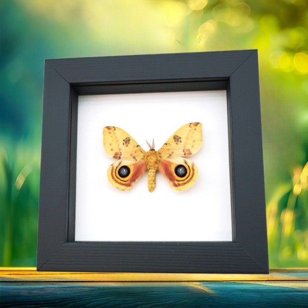 Automeris Io Silk Moth Real Framed Taxidermy Classic Black Display