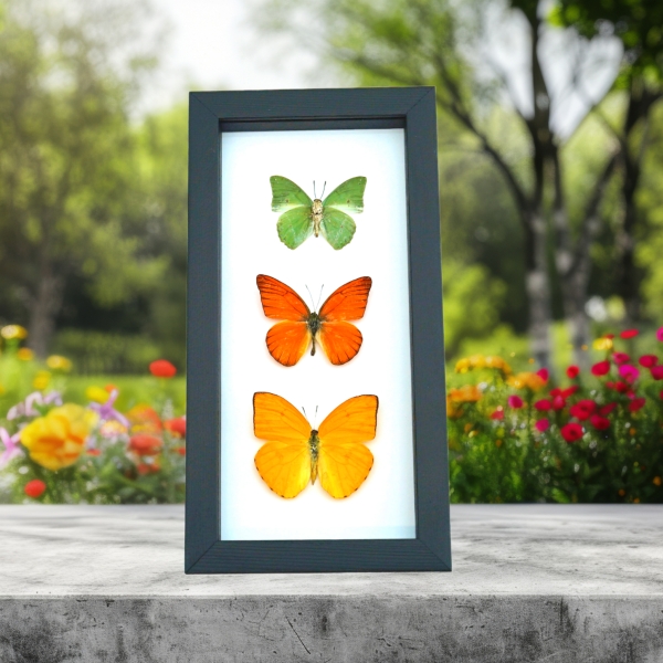 Citrus Collection Lemon Lime Orange Butterflies Framed Butterfly Taxidermy Classic Black Display
