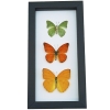 Citrus Collection Lemon Lime Orange Butterflies Framed Butterfly Taxidermy Classic Black Display