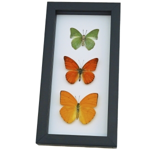 Citrus Collection Lemon Lime Orange Butterflies Framed Butterfly Taxidermy Classic Black Display