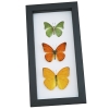 Citrus Collection Lemon Lime Orange Butterflies Framed Butterfly Taxidermy Classic Black Display