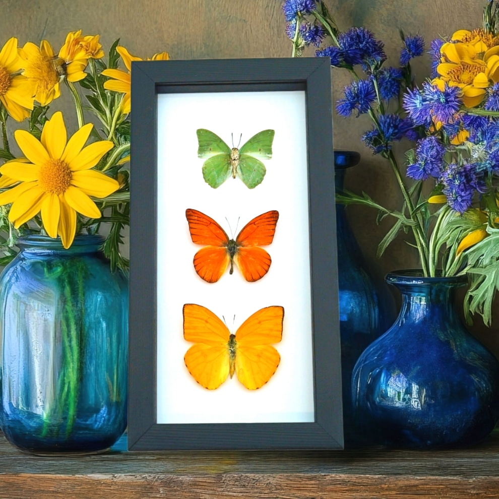Citrus Collection Lemon Lime Orange Butterflies Framed Butterfly Taxidermy Classic Black Display