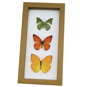 Framed Butterflies Citrus Collection Lemon Lime Orange Butterfly Taxidermy Golden Ochre Display