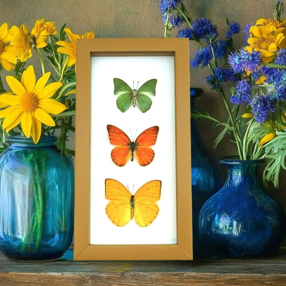 Framed Butterflies Citrus Collection Lemon Lime Orange Butterfly Taxidermy Golden Ochre Display Framed Butterflies Citrus Collection Lemon Lime Orange Butterfly Taxidermy Golden Ochre Display