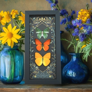 Real Framed Butterflies Citrus Collection Gothic Ravens Butterfly Taxidermy Display