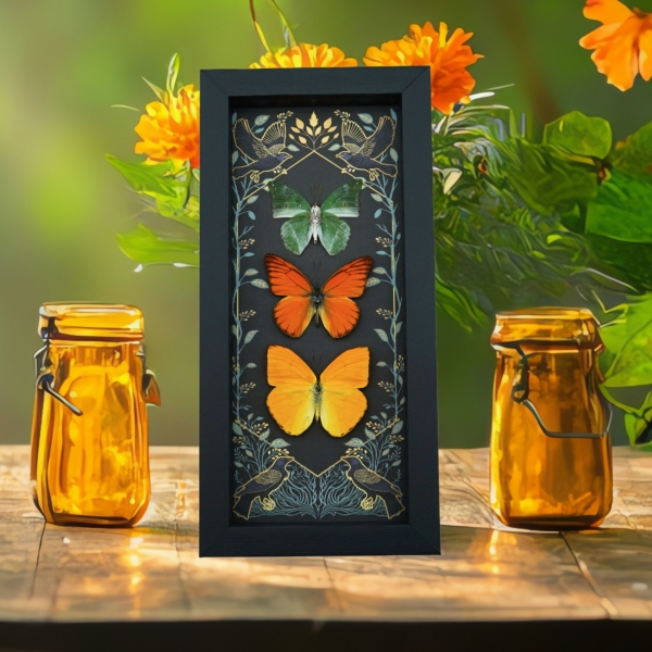 Real Framed Butterflies Citrus Collection Gothic Ravens Butterfly Taxidermy Display