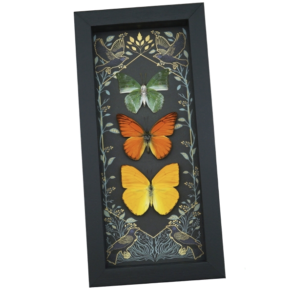 Real Framed Butterflies Citrus Collection Gothic Ravens Butterfly Taxidermy Display