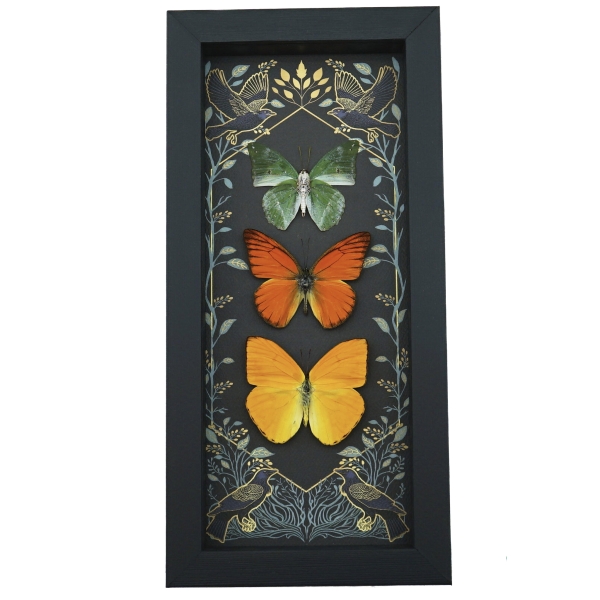 Real Framed Butterflies Citrus Collection Gothic Ravens Butterfly Taxidermy Display