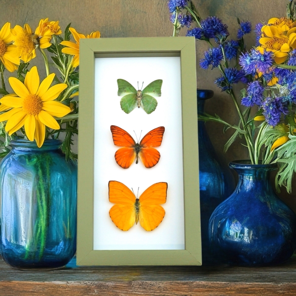 Framed Butterflies Citrus Collection Lemon Lime Orange Butterfly Taxidermy Sage Green Display