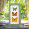 Framed Butterflies Citrus Collection Lemon Lime Orange Butterfly Taxidermy Sage Green Display