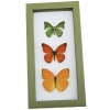 Framed Butterflies Citrus Collection Lemon Lime Orange Butterfly Taxidermy Sage Green Display