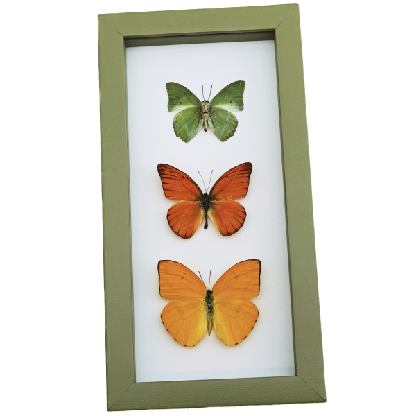 Framed Butterflies Citrus Collection Lemon Lime Orange Butterfly Taxidermy Sage Green Display
