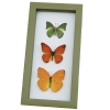 Framed Butterflies Citrus Collection Lemon Lime Orange Butterfly Taxidermy Sage Green Display