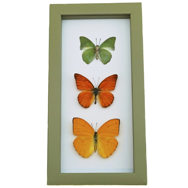 Framed Butterflies Citrus Collection Lemon Lime Orange Butterfly Taxidermy Sage Green Display