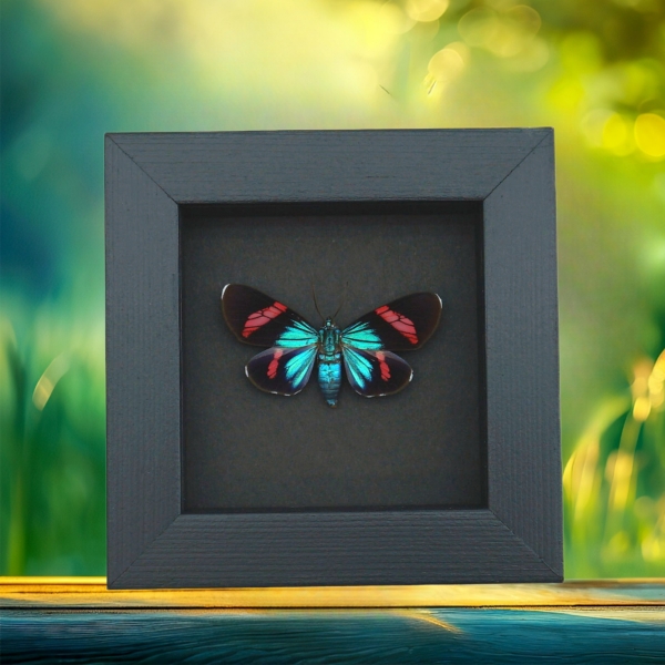 Electric Blue Red Day Flying Moth Real Framed Taxidermy Moonlight Display
