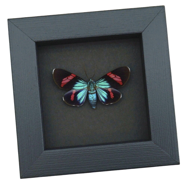 Electric Blue Red Day Flying Moth Real Framed Taxidermy Moonlight Display