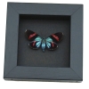 Electric Blue Red Day Flying Moth Real Framed Taxidermy Moonlight Display