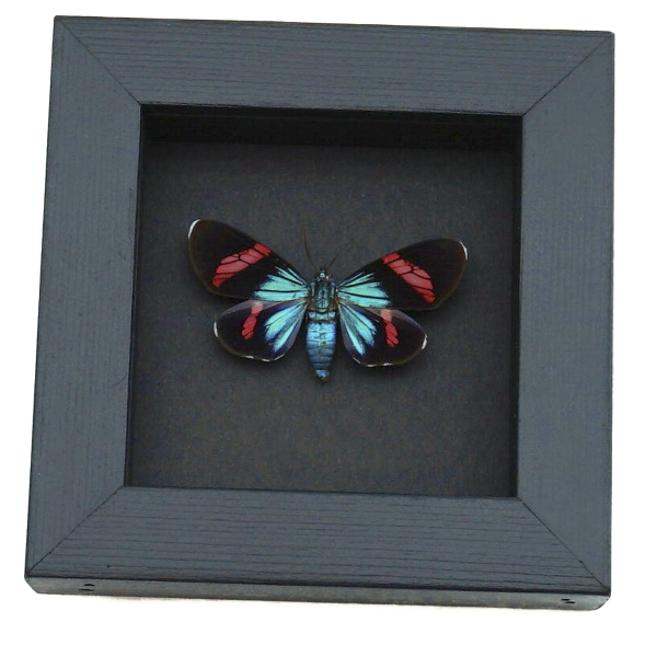 Electric Blue Red Day Flying Moth Real Framed Taxidermy Moonlight Display