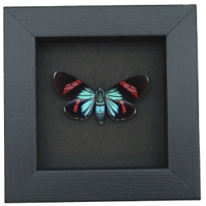 Electric Blue Red Day Flying Moth Real Framed Taxidermy Moonlight Display