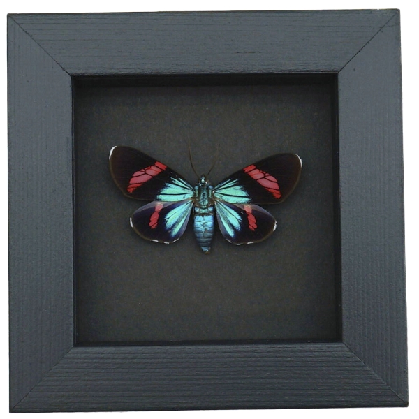 Electric Blue Red Day Flying Moth Real Framed Taxidermy Moonlight Display