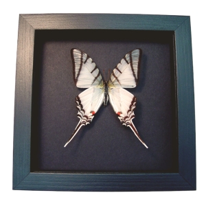 Eurytides Protesilaus Zebra Swallowtail Butterfly Framed Taxidermy Moonlight Display