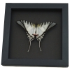 Eurytides Protesilaus Resting Butterfly Zebra Swallowtail Framed Taxidermy Moonlight Display