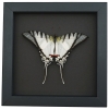 Eurytides Protesilaus Resting Butterfly Zebra Swallowtail Framed Taxidermy Moonlight Display