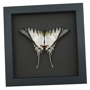 Eurytides Protesilaus Resting Butterfly Zebra Swallowtail Framed Taxidermy Moonlight Display
