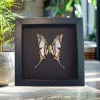 Eurytides Protesilaus Verso Butterfly Zebra Swallowtail Framed Taxidermy Moonlight Display