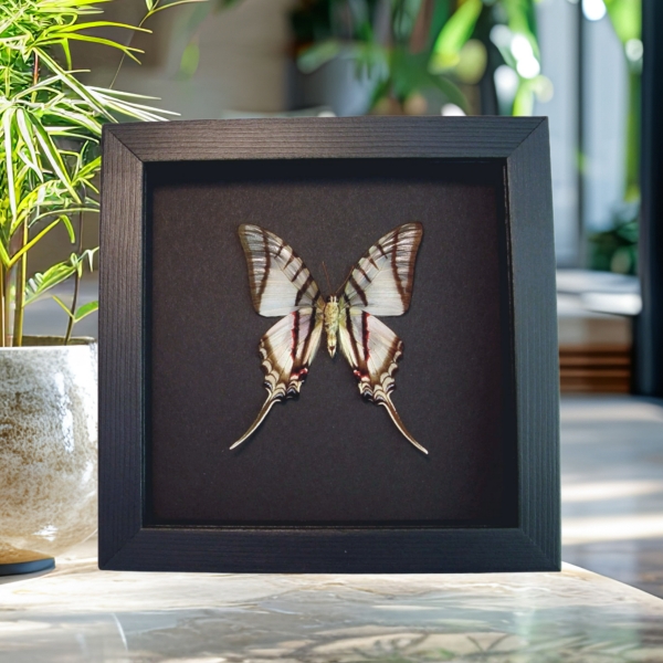 Eurytides Protesilaus Verso Butterfly Zebra Swallowtail Framed Taxidermy Moonlight Display