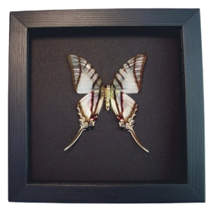 Eurytides Protesilaus Verso Butterfly Zebra Swallowtail Framed Taxidermy Moonlight Display