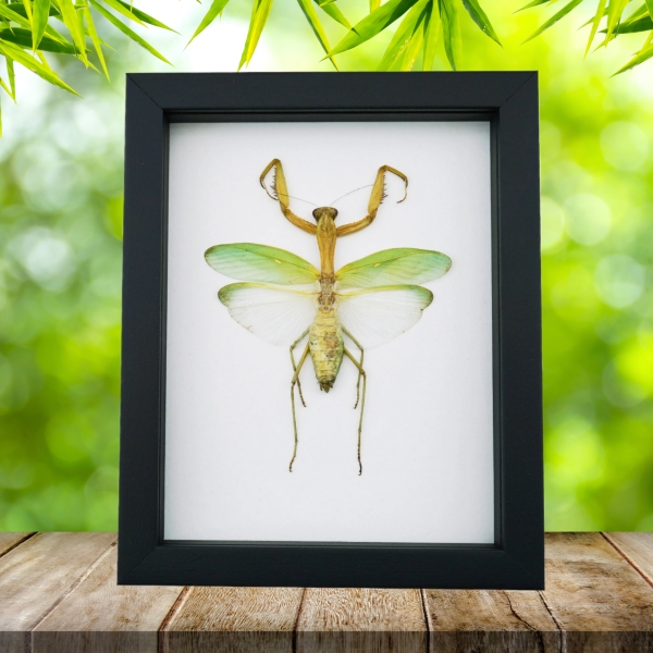 Green Praying Mantis Real Framed Insect Taxidermy Classic Black Display