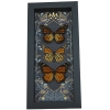 Framed Monarch Butterflies Gothic Ravens Danaus Plexippus Butterfly Trio Taxidermy Display