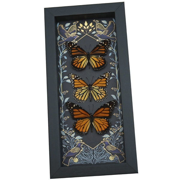 Framed Monarch Butterflies Gothic Ravens Danaus Plexippus Butterfly Trio Taxidermy Display