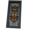 Framed Monarch Butterflies Gothic Ravens Danaus Plexippus Butterfly Trio Taxidermy Display