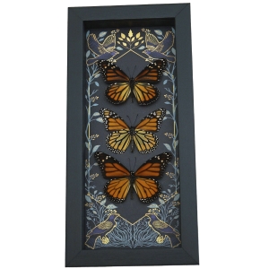 Framed Monarch Butterflies Gothic Ravens Danaus Plexippus Butterfly Trio Taxidermy Display