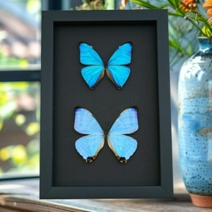 Blue Morpho Butterfly Collection Real Framed Butterflies Taxidermy Moonlight Display