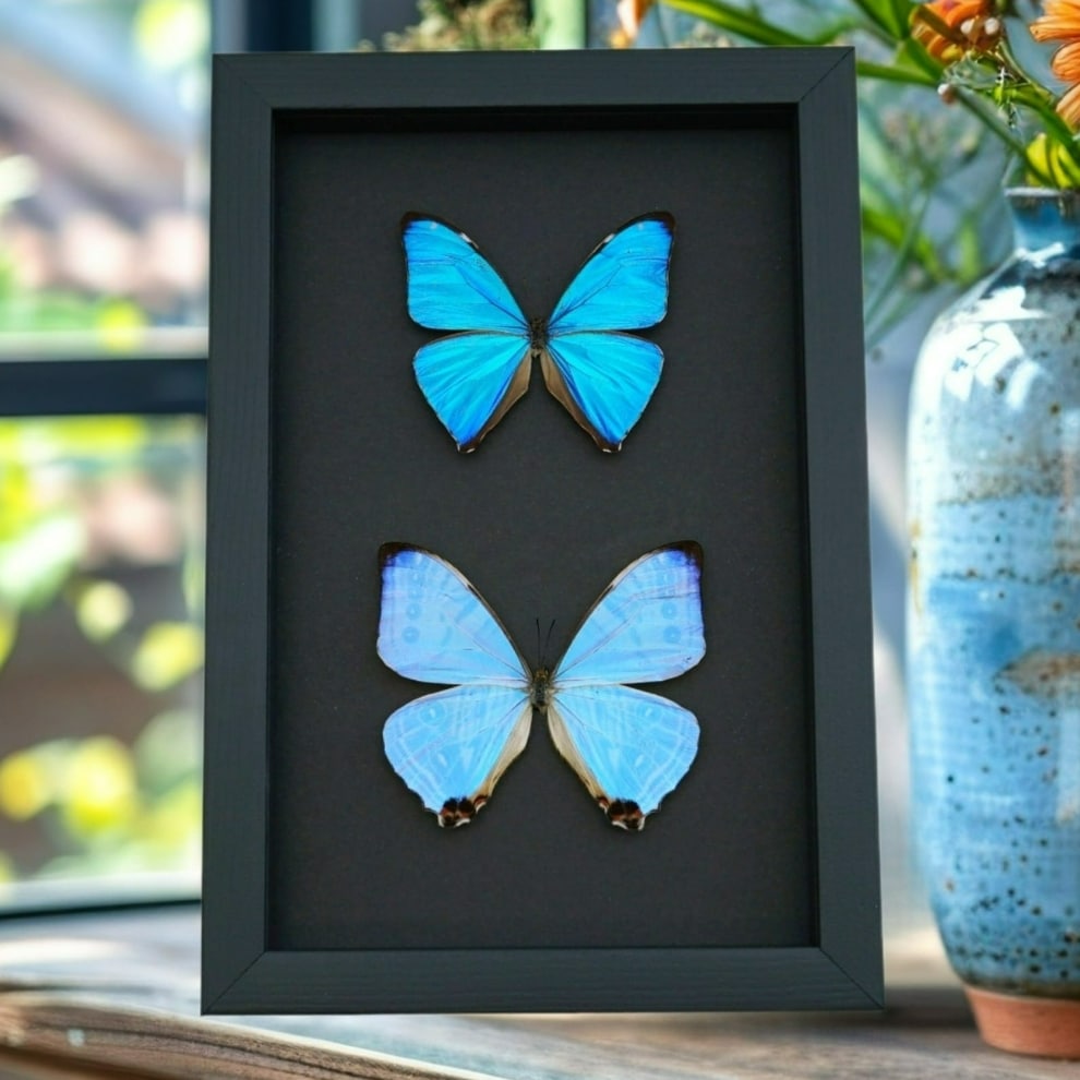 Blue Morpho Butterfly Collection Real Framed Butterflies Taxidermy Moonlight Display Blue Morpho Butterfly Collection Real Framed Butterflies Taxidermy Moonlight Display