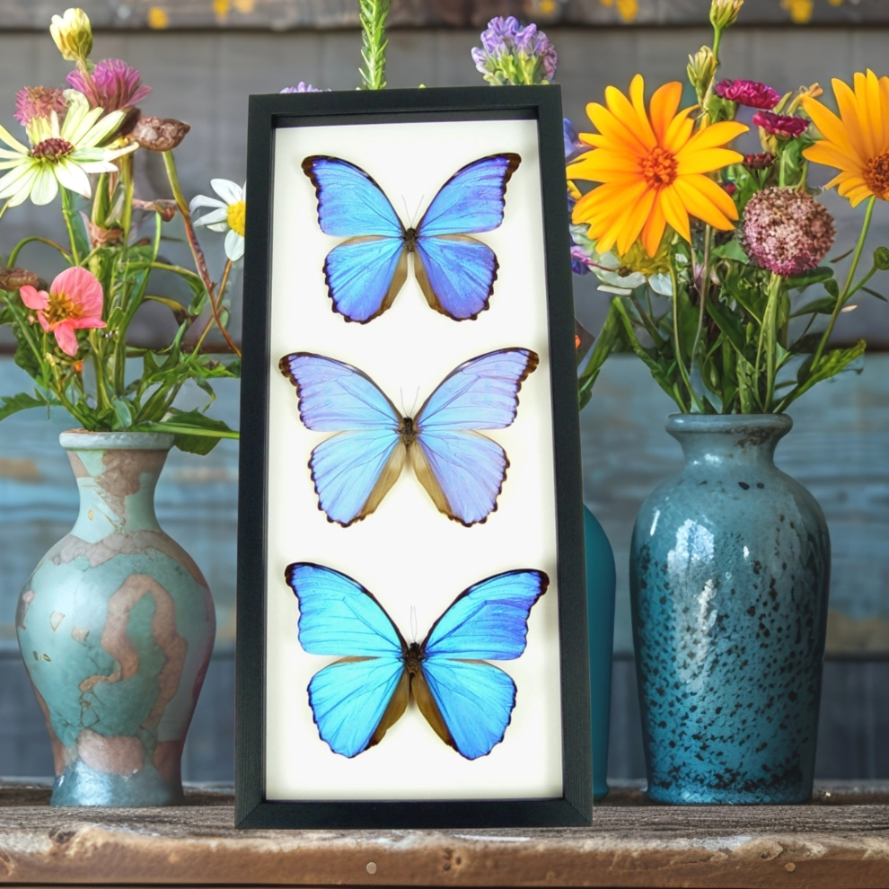 Blue Morpho Collection Framed Butterflies Butterfly Taxidermy Classic Black Display Blue Morpho Collection Framed Butterflies Butterfly Taxidermy Classic Black Display