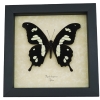Papilio hesperus African Butterfly Yellow Swallowtail Framed Taxidermy Display