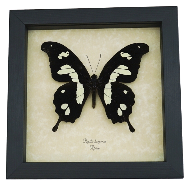 Papilio hesperus African Butterfly Yellow Swallowtail Framed Taxidermy Display