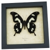 Papilio hesperus African Butterfly Yellow Swallowtail Framed Taxidermy Display